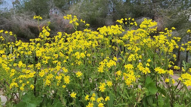 Eastern groundsel (Senecio vernalis) is one of the indispensable beauties of early spring in Mediterranean countryside with its bright yellow color, but it is also a troublesome weed for farmers.