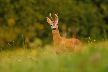 Roe Deer (Capreolus capreolus) in Light Rain in Low Beskids, Poland