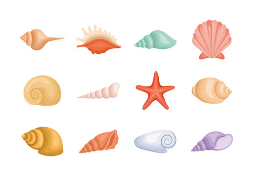 Sea Shell Illustration Set