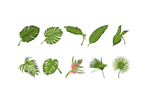 Tropical Botanical Leaves Illustration Set