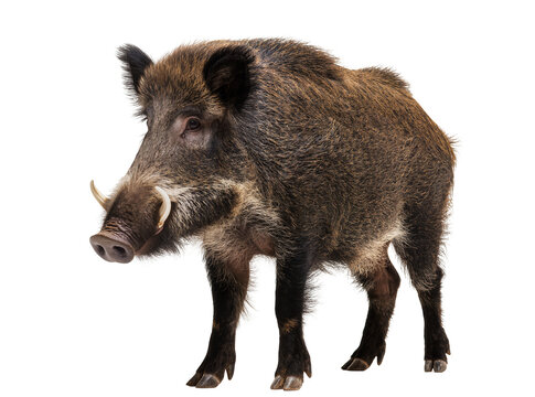 Detailed studio portrait of a powerful adult male wild boar, Sus scrofa, with impressive tusks and coarse brown fur, isolated PNG