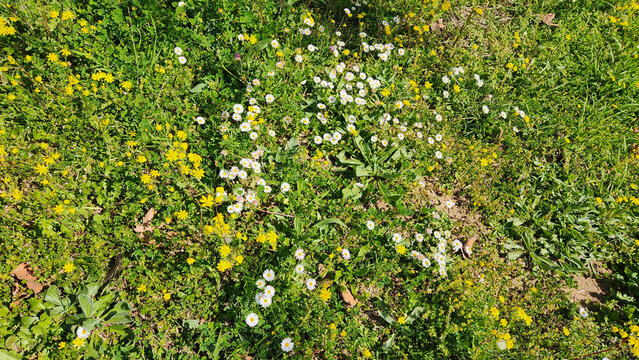 Bellis perennis is a low-growing perennial with white capitulum flowers, symbolizing innocence and childhood.