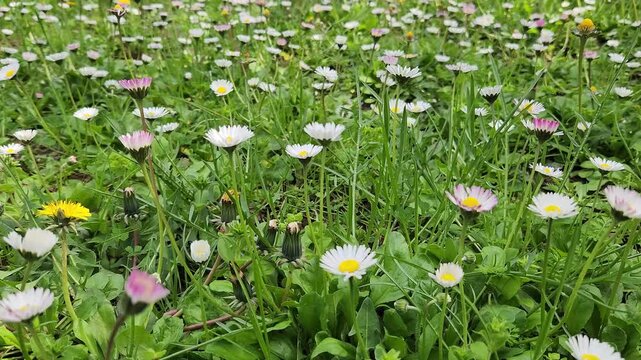 Known as &ldquo;daisy&rdquo; in Turkey, Bellis perennis has white flowers and grows in Europe and West Asia from March to August.