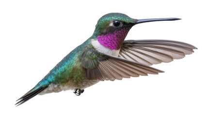 Vibrant Calliope hummingbird in mid-flight, wings elegantly spread, showcasing iridescent green and magenta plumage, isolated PNG on transparent background © Conor