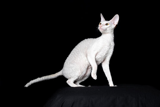 Beautiful white cat breed Cornish Rex on a black background.

