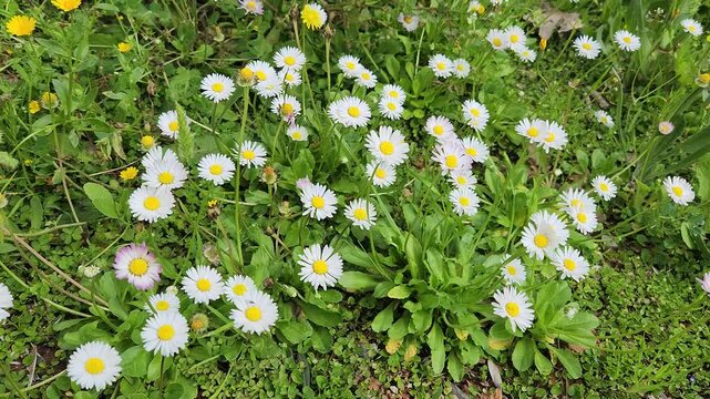 Bellis perennis, known as &ldquo;daisy,&rdquo; is a short perennial with white flowers, blooming March to August in moist fields and forests