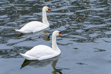 Obraz premium General views of the streets of Stockholm, the capital of Sweden, in February 2026, including Gamla stan, ostermalm, Sodermalm, museums, iconic buildings, animals, and urban architecture.