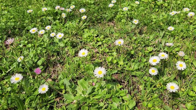 Bellis perennis, known as &ldquo;daisy,&rdquo; is a short perennial with white flowers, blooming March to August in moist fields and forests