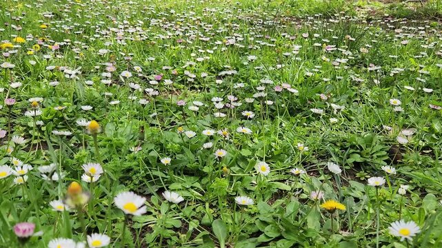The daisy, Bellis perennis, blooms in moist forests and fields, its flower head made of many tiny florets.