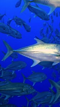 Observe a school of Caranx ignobilis, also known as giant trevally, swimming gracefully in the deep blue sea. This slow-motion shows their synchronized movements beneath the surface during the daytime
