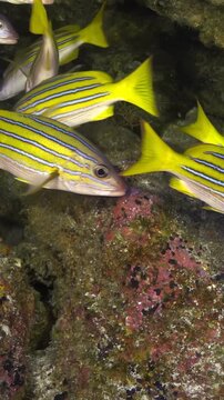 A group of Bluelined Snapper gracefully moves through the ocean, their bright yellow bodies and blue stripes contrasting against the dark coral reef. Captured in slow motion.