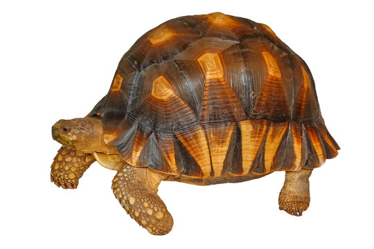 Ploughshare tortoise, Astrochelys yniphora, white background