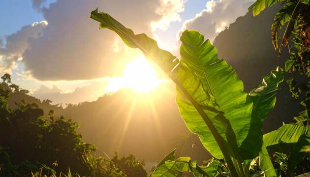 Tropical plant leaf catches bright sunbeam at sunrise in lush mountain landscape.