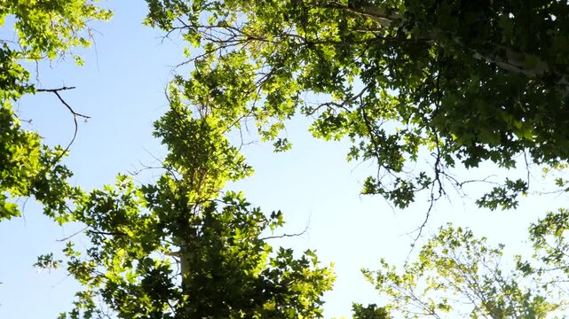 Looking up through Trees at a Park in Ashland, Oregon