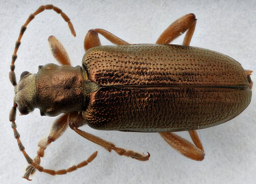 Plateumaris germari aquatic leaf beetle from Idaho