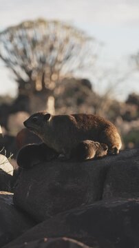 Female rock hyrax resting on warm African rocks with her young babies in Namibia, small mammals gathered in their natural habitat among stones, showing family behavior and wildlife life in the African
