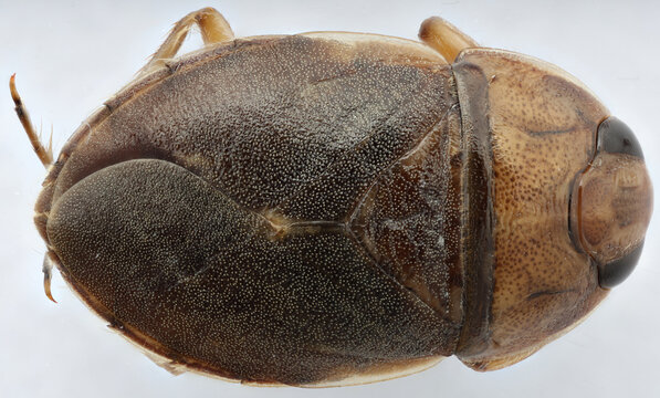 Ambrysus funebris water bug endemic to Death Valley
