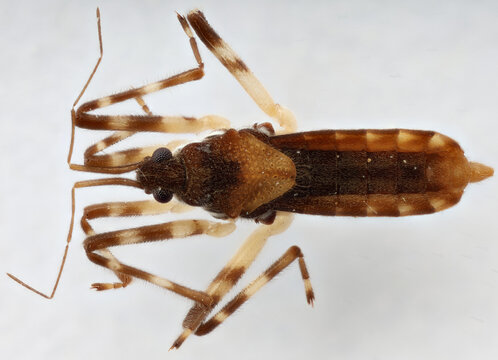 Steinovelia stagnalis aquatic insect from Arkansas