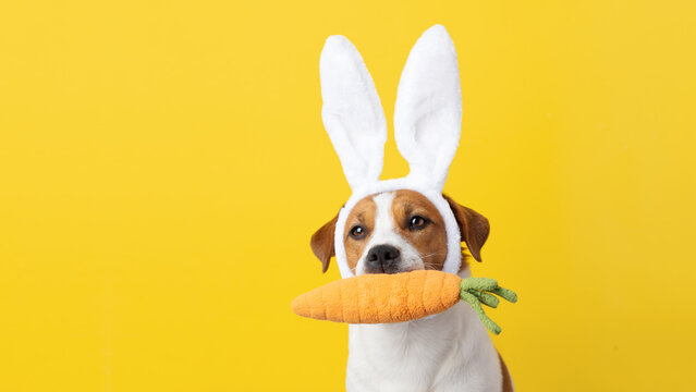 Cute Jack Russell Terrier dog wearing white bunny ears and holding a toy carrot in its teeth on yellow background. Easter pet concept