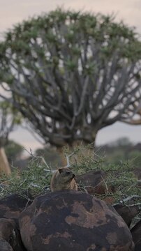 Group of rock hyraxes sitting on large rocks during a warm African sunset in Namibia, small mammals gathering together on a rocky landscape, watching surroundings in their natural wildlife habitat.