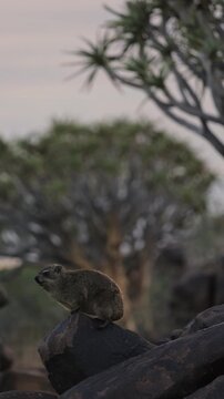 Group of rock hyraxes sitting on large rocks during a warm African sunset in Namibia, small mammals gathering together on a rocky landscape, watching surroundings in their natural wildlife habitat.