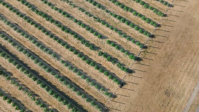 Cannabis Farm near Medford, OR - Drone
