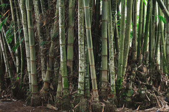 Bamboo forest in Indonesia in Southest Asia.