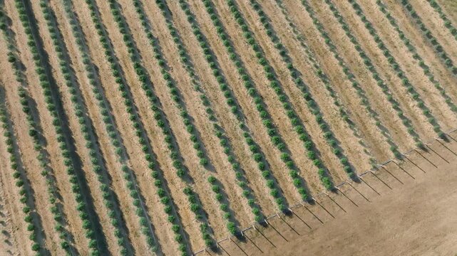 Cannabis Farm near Medford, OR - Drone
