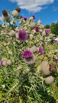 Magnifique bosquet de chardons en fleurs dans les pr&eacute;s sous le village de Pradelles (Haute-Loire, France)