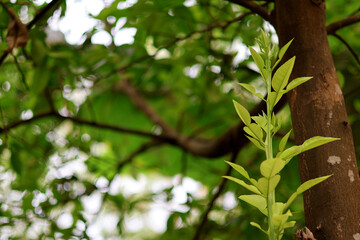 Obraz premium Fresh Green Leaves Emerging on a Tree Branch