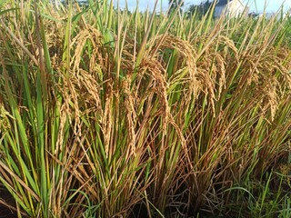 Obraz premium Close up photo of rise plants in a rice field, ripe and ready to be harvested.