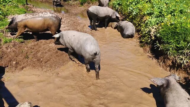 Cinematic pigs wallowing in muddy pond, playful behavior with splashing water and natural grunting sounds in rural farm