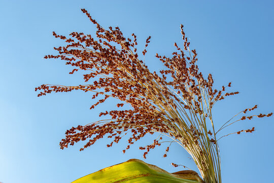 Proso millet, panicle, close-up. Panicum miliaceum. Livestock feed, summer fallow, weedy proso millet