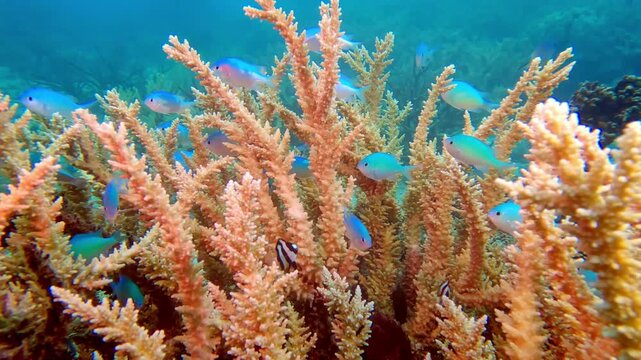Vibrant school of peaceful blue damselfish finds sanctuary within the branching acropora coral, creating bustling scene on healthy reef in the tropical waters of Fiji. Exploration of underwater beauty