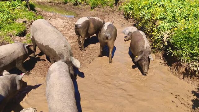 Cerdos en charca de barro jugando, revolc&aacute;ndose y salpicando con sonidos naturales en entorno rural