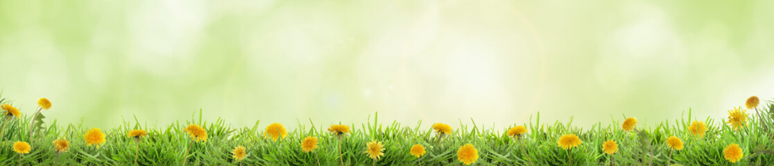 Naklejka premium Lush spring grass with blooming yellow dandelions against blurred green background, banner design
