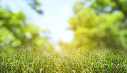 Naklejka premium Meadow with lush green grass on sunny spring day
