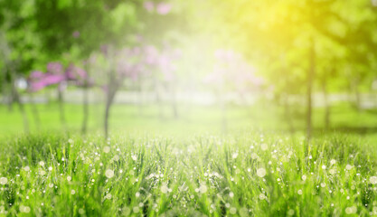 Naklejka premium Lush green grass with dew drops outdoors on sunny spring morning