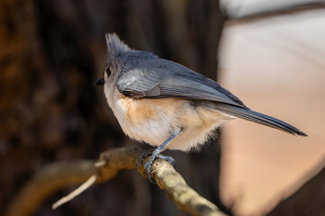 bird on a branch © Jeiel