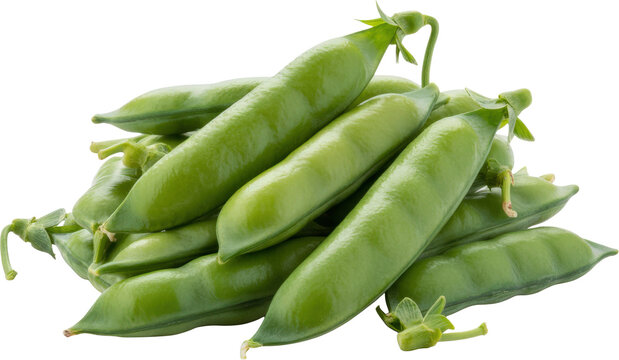 A heap of fresh green pea pods harvested from the garden and ready for cooking in the kitchen