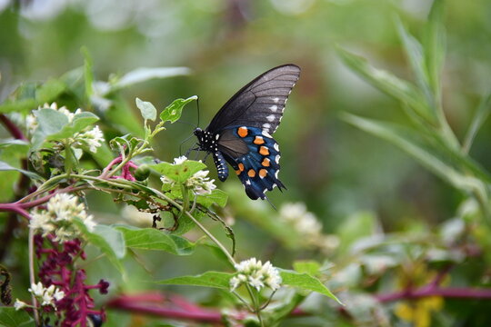 Pipevine Swallowtail Feeding From Honeyvine Milkweed