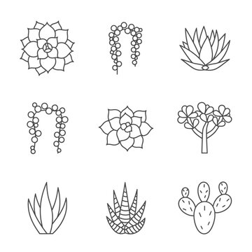 Collection of Nine Distinct Succulent and Cactus Plant Line Art Icons.