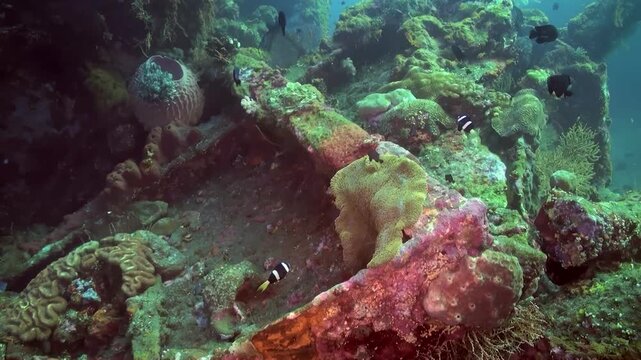 Beautiful clownfish are seen playfully swimming and nestled within their host anemone during daytime. The captivating underwater dwelling shows symbiotic life in motion.