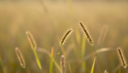 Golden hour sunlight illuminates delicate grass seed heads with fine spiderwebs