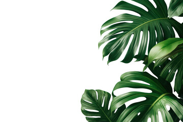 Monstera tropical leaves creating a lush green border, botanical foliage on transparent background © Michael