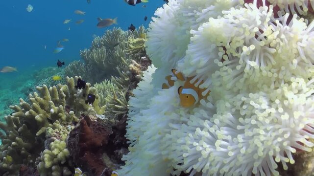 A playful group of clownfish dances among the delicate tentacles of a pristine white anemone. The sunlit ocean sparkles as these vibrant fish dart in and out, creating a magical underwater haven.