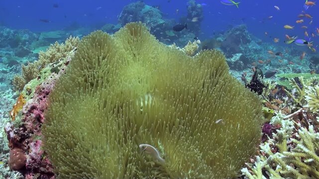 Observe the symbiotic dance between the vibrant Clownfish and the luminous Anemone. The ocean's breath graces the Coral Reef, teeming with aquatic life.