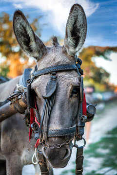 Headshot portrait of a donkey in a harness pulling a chariot, in Romania, against a blurred background