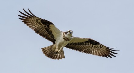 Obraz premium Osprey in Flight - A Majestic Bird of Prey Soaring High.