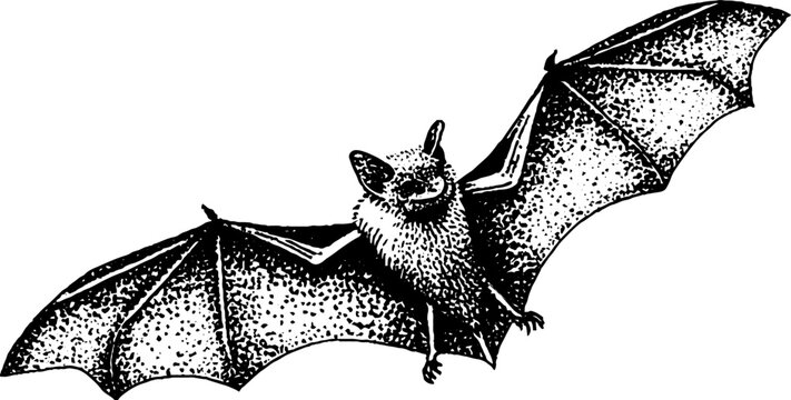 Majestic bat in flight with spread wings black and white stipple art for nature designs